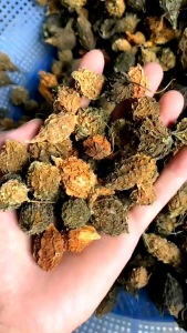 1kg Mướp Đắng khô Khổ Qua Rừng Lai Châu Nguyên Quả