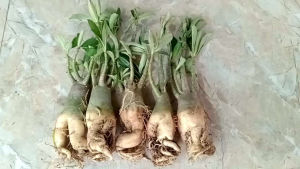 Combo 5 cây sứ thái giống nhiều thân to khoẻ