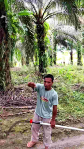 EGREK CAMEL KING ORIGINAL MADE IN JERMAN  KUALITAS SANGAT TAJAM.