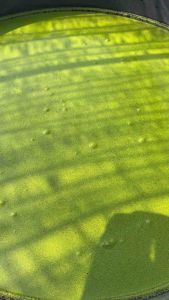 ไข่ผำ ชุดเพาะเลี้ยงไข่ผำ ผักพื้นบ้าน wolffia ขยายพันธุ์ ปลอดสารพิษ ผักกระป๋อง ปลอดสารเคมี พร้อมทาน ออแกนิก พืช สลัด ผลไม้