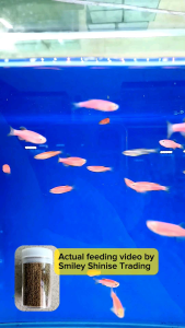 Tropical Fish Pellet for small fishes ornamental fish pellet Makanan Ikan utk Ikan jenis kecil Danio Guppy Molly Neon Fin Tetra Angel Mini Parrot 小型鱼饲料 air tawar fresh water 淡水鱼 热带鱼