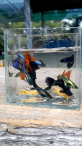 (Xả Trại) combo 10 tặng 2 bé cá 7 màu(2 koi đen shork +2 Rồng Tím +2 blue tarzan +2 Fulgoll + 2 Rồng Đỏ bds hm+2 đumbo big ear)trang trí hồ cá cảnhbắt theo cặp trống mái+tặng kèm thức ăn