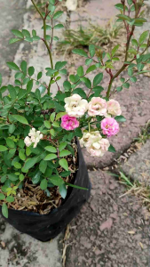 Baby Rose / 迷你玫瑰 / Mawar Mini / बेबी गुलाब – Rosa Multiflora Singapore – Fragrant Bloom Compact Size Easy Care Long Flowering Elegant Look – LIVE PLANT