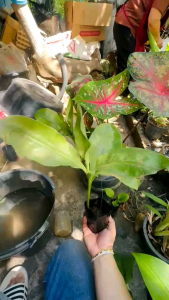 ว่านกุมารทอง หรือว่าแสงอาทิตย์☀️