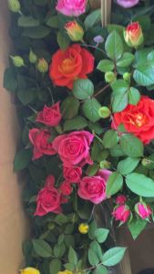 - [ ] #กุหลาบแคระ #ออกดอกได้ตลอดปี  #กุหลาบแคระแดดรำไร (Rose) กระถาง 5-6 นิ้ว สูง 15-30 cm. #ดอกไม้ แห่งความรัก #ดอกสวยสดใสเล็กน่ารัก ออกดอกตลอดทั้งปี - [ ] - ส่งพร้อมกระถางพลาสติกสีดำ  - [ ] - เลี้ยงง่าย ออกดอกตลอดปี - [ ] - ทุกต้นมีดอกพร้อม  สวยงามมาก