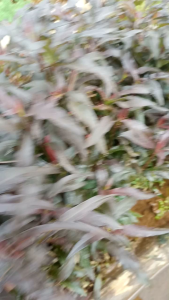 Hygrophila corymbosa costata tanaman aquascape per 25 batang