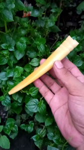 Pipa Cangklong Iga Super Model Taring