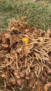 ไพลเหลือง ไพลสด นำไปปลูกได้ ปูเลย ว่านไพล ว่านไฟ 1 กิโลกรัม ราคาที่สวยมือ