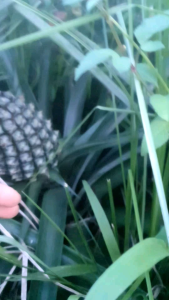 DỨA MẬT QUẢ TO 2-4kg/ lá không gai/NHIỀU MẬT/ÍT MẮT [combo 11chồi]