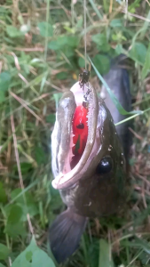 3 ตัว กบยาง ฟินิก ชุด กระเป๋า น้ำเงิน ม่วง ส้ม คุ้มๆ