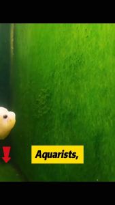 SOBO Floating Magnetic Aquarium Glass Cleaner Magnet Scrapper