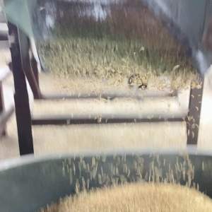 ข้าวสารเหนียวกข6ขนาด5KG สดตามออเดอร์ สีใหม่