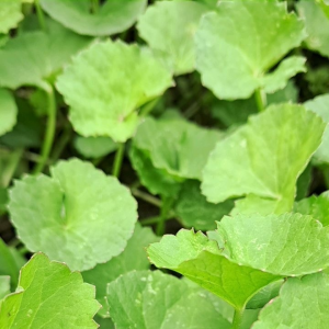 Jual Daun Pegagan Segar 1 Kg