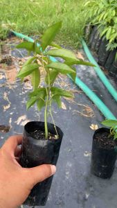 ต้นมะกอกป่า(เพาะเมล็ด)