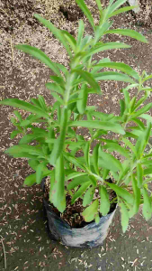 Stevia Sweet Leaf / 甜菊叶 / Daun Manis Stevia / मीठी पत्ती स्टेविया (Singapore: Stevia Plant) – Natural Sweetener Zero Ca