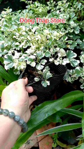 Định Lăng cẩm thạch lá đẹp trang trí vuòn