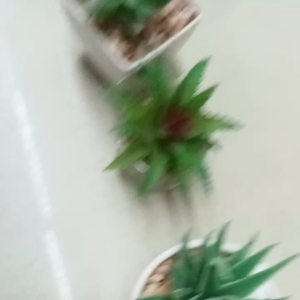 bunga kaktus mini hias lengkap dengan pot