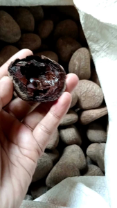 kluwek/klewek/picung/bumbu rawon tradisional