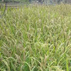 jual benih padi ketan Hitam berbulu  per  1 kg ber taingkai ketan Hitam jenis rangey