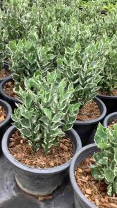 การเสริมจมูก ด้วย กวักเงินกวักทอง แสยก สะแยก นกน้อย และโชค ขนาด 11 นิ้ว