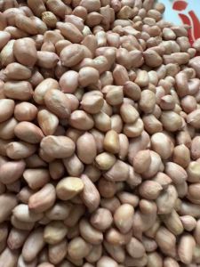 เมล็ดถั่วลิสงพันธุ์ขอนแก่น 6 เมล็ดสําหรับทําพันธุ์แบบแกะเปลือกแล้วขนาด 1 กิโลกรัมราคา 150 บาท