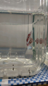 (Same as photo)HM Snow Sakura Betta Fish Ikan Laga Show Gred Size M - White and red patterned fins medium size suitable for aquariums.