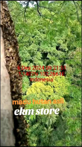 Madu Murni Kampung Asli Organik Tanpa Olahan