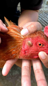 obat tetes ayam congek FLUSH+ Mengobati telinga berair bernanah infeksi luka