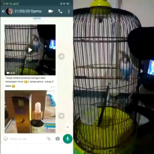 OPTIMAXX Asli Original Bird Song Winning Serum OPTIMAXX Vitamin Burung Kicau OPTIMAXX Vitamin Burung Murai Lovebird Kenari Kacer Perkutut