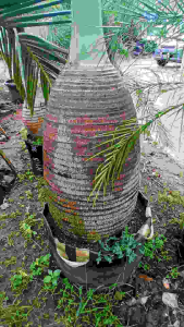TANAMAN PALEM BOTOL BIG SIZE / POHON PALEM BOTOL