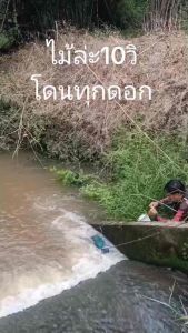 เหยื่อตกปลากดผีสิง 400 กรัม 2 กระปุก