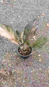 โชคเก้าชั้นดำชมพู ต้นโชคเก้าชั้นดำชมพู กระดูกก้านใบชมพู ลูกไม้เพาะเมล็ด ไม้ประดับ ไม้ฟอกอากาศ เชื้อดีด่างทุกใบ ไม้สูง57-59ซม. จัดส่งพร้อมกระถาง