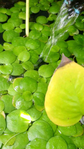 จอกญี่ปุ่น 6 ต้น 50฿