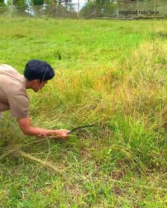 Arit Merek Dewi Model Cikajang: Kualitas Tinggi & Siap Pakai