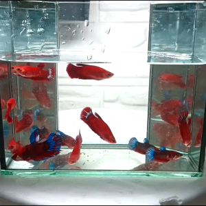 HELLBOY BETTA FISH / IKAN BETTA HELLBOY / RANDOM PICK
