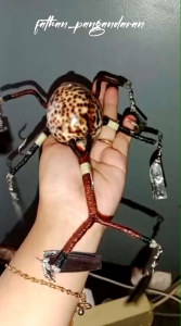 UMPAN GURITA DARI KUWUK CYPRAEA TIGRIS