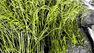 ต้นพันธุ์ชะอม ความยาว 25-30 ซม. 50 มัด