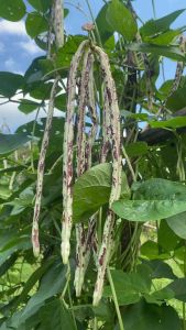 ถั่วอ้น สำหรับปลูก 30 เมล็ด ถั่วสวนครัว