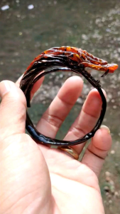 Gelang akar bahar merah tembus cahaya model ukir