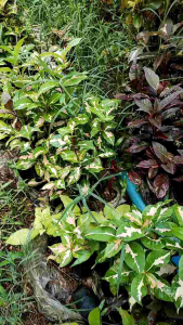 ต้นสามกษัตริย์ ต้นไม้ตาย ใบเงิน ใบทอง ใบนาค ระหว่างขนส่งเคลมฟรี ต้นไม้มงคล