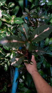 ต้นใบนาคด้วย ต้นไม้มงคลและต้นไม้ตาย ระหว่างขนส่ง เคลมฟรี