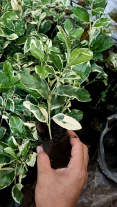 อุปกรณ์การผ่าตัด: ต้น มะนาวด่าง เลม่อน ยูเลก้า พร้อมปลูก รากเเน่น (ต้นเป้าหมาย: มะนาวด่าง)