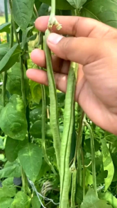 500++ BIJI BENIH SAYURAN KACANG PANJANG UNGGUL TERBAIK SIAP TANAM