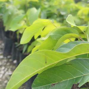 ต้นน้อยหน่าเพชรปากช่อง เสียบยอด ผลใหญ่ ลูกละ 1 กิโล