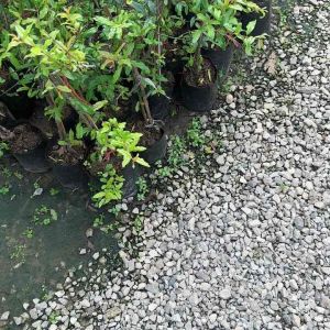 ต้นทับทิมแดงมารวย พร้อมปลูก ขยายพันธ์ด้วยการตอนกิ่ง