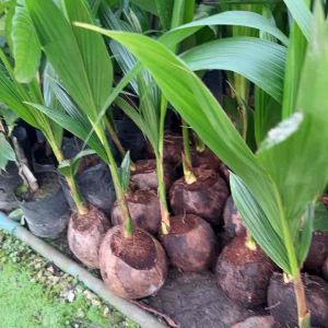 ต้นมะพร้าวน้ำหอม บ้านแพ้ว ต้นเตี้ยแท้ 💯 ผลดก