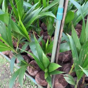 ต้นมะพร้าวกะทิ เนื้อวุ้น นุ่มละมุนลิ้น รสชาติกลมกล่อม