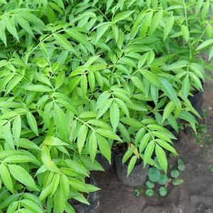 ต้นมะกอกฝรั่งยักษ์อินโด ต้นเตี้ย ผลดก ลูกละ 1 กก.