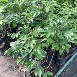 ต้นเงาะลิ้นจี่/เงาะปูลาซันสายพันธุ์เบตงแท้ ต้นเงาะนำเข้า เงาะหายากเงาะอร่อย ขายถูกจากหน้าสวน