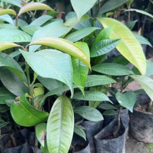 ต้นมังคุดแคระ มังคุดต้นเตี้ย จันทบุรี